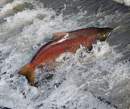 The Metropolitan Nov Salmon
