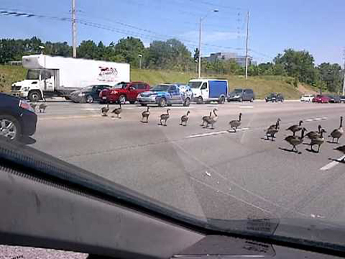 goose crossing street