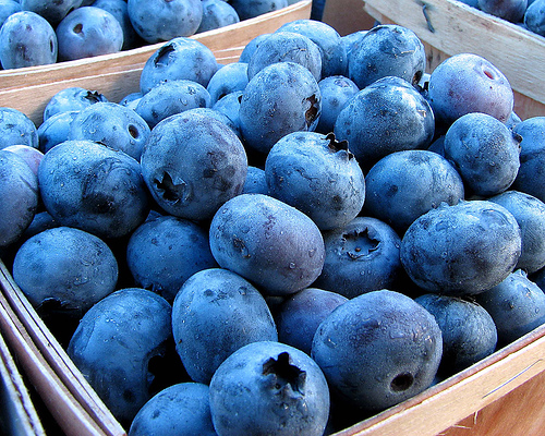 grow your own blueberries