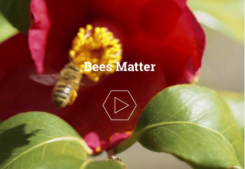 bee matters