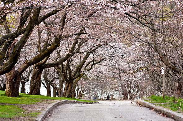 2015428 cherry blossoms high park 1